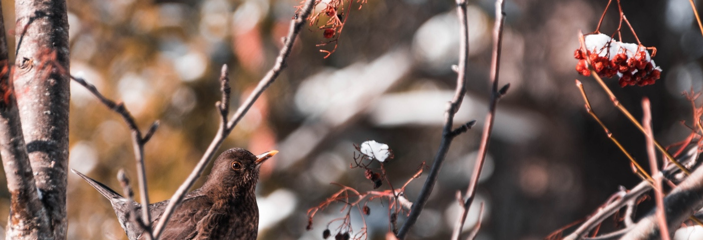Berries in the snow