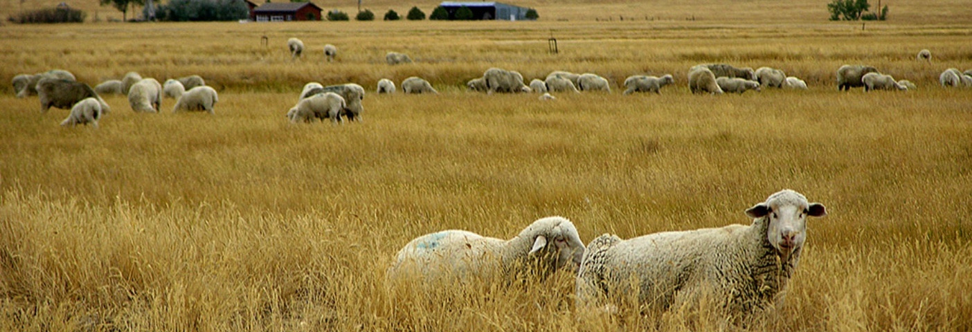 Sheep in a field