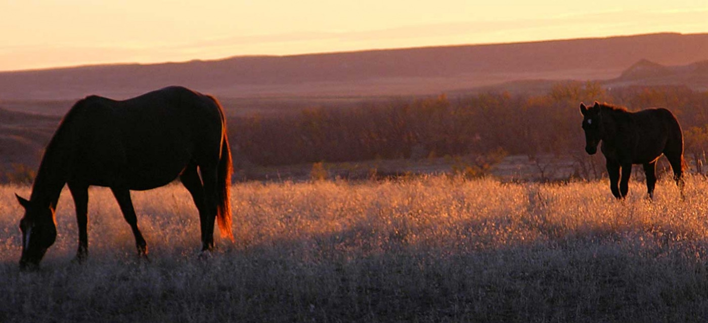 Montana Horses